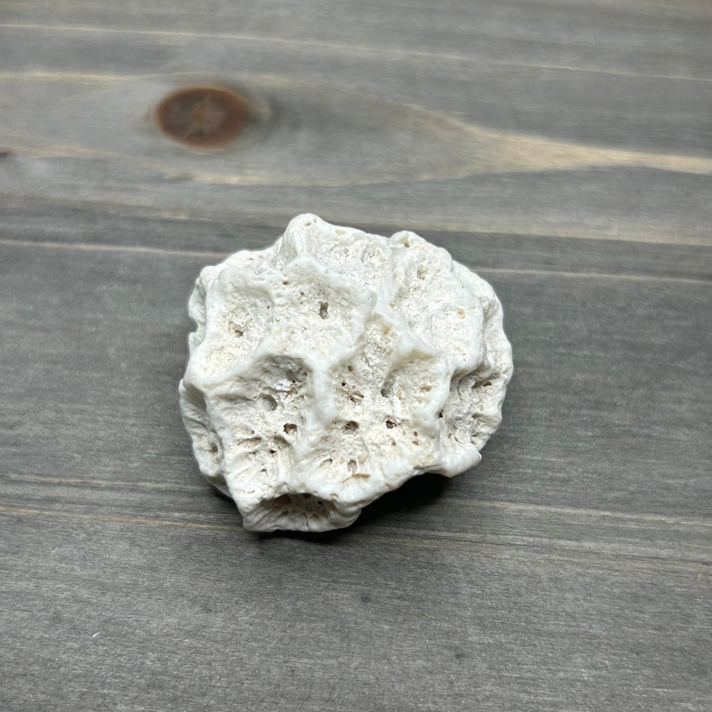 fossilized brain coral