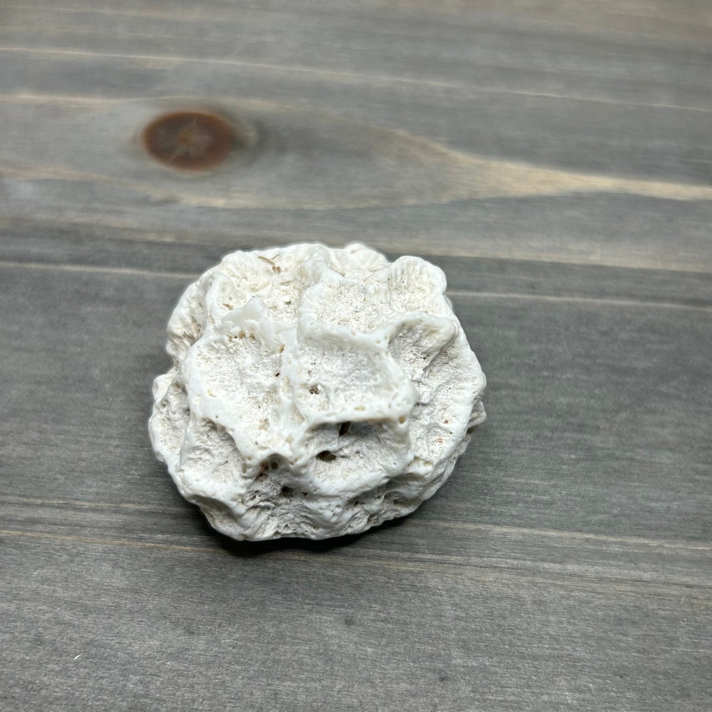 fossilized brain coral