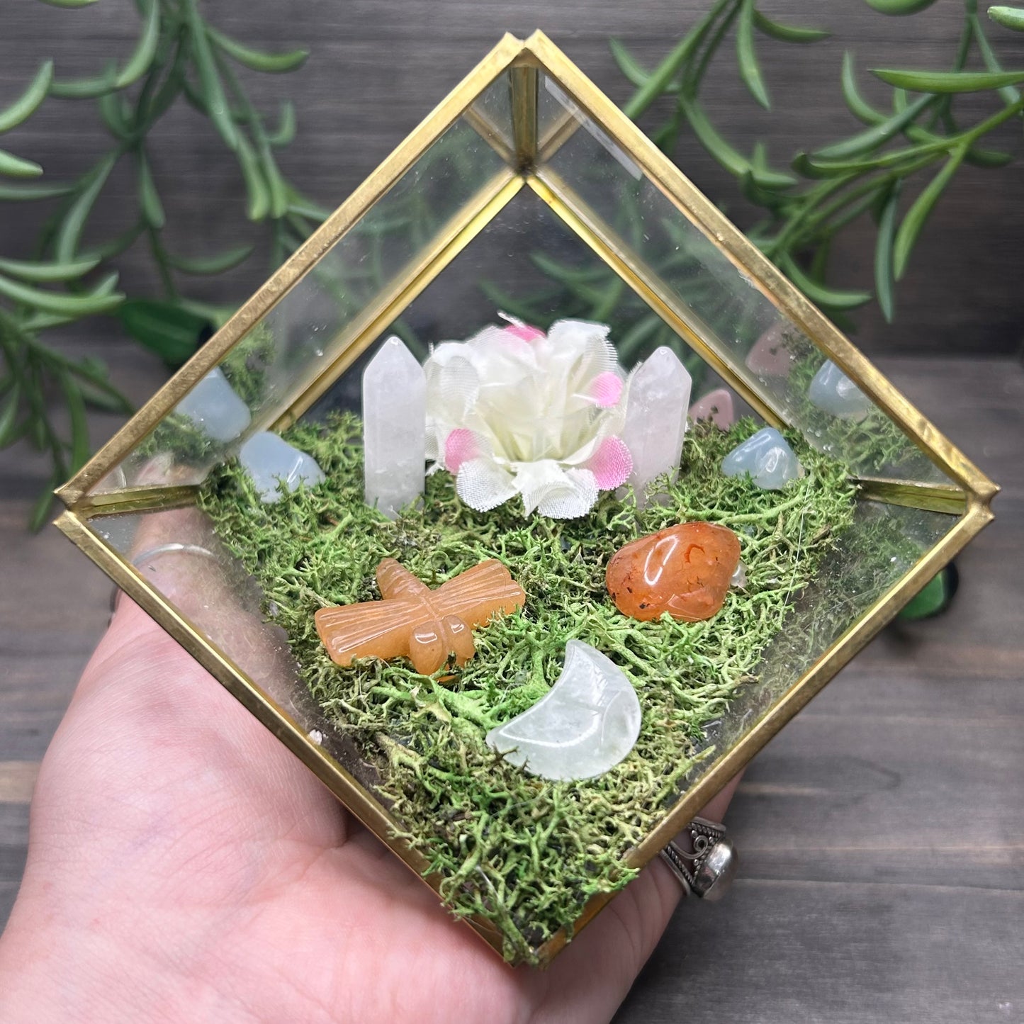 dragonfly cube terrarium