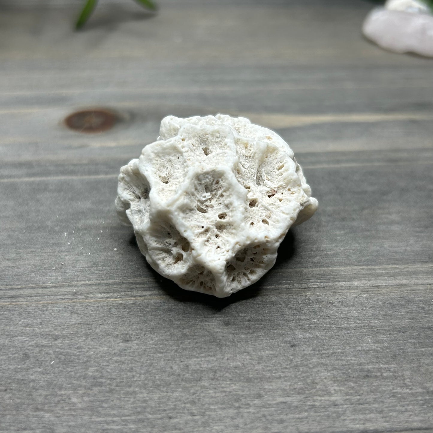 fossilized brain coral