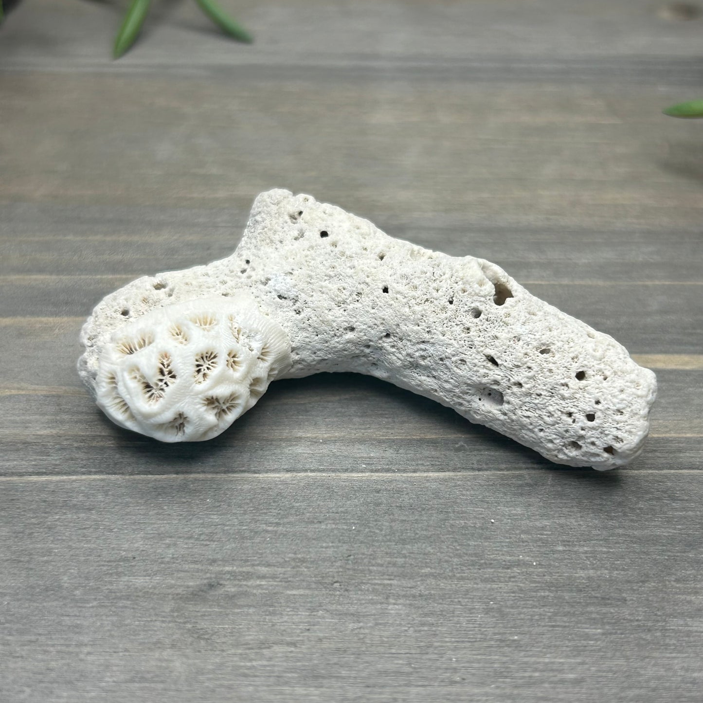 small coral fossil