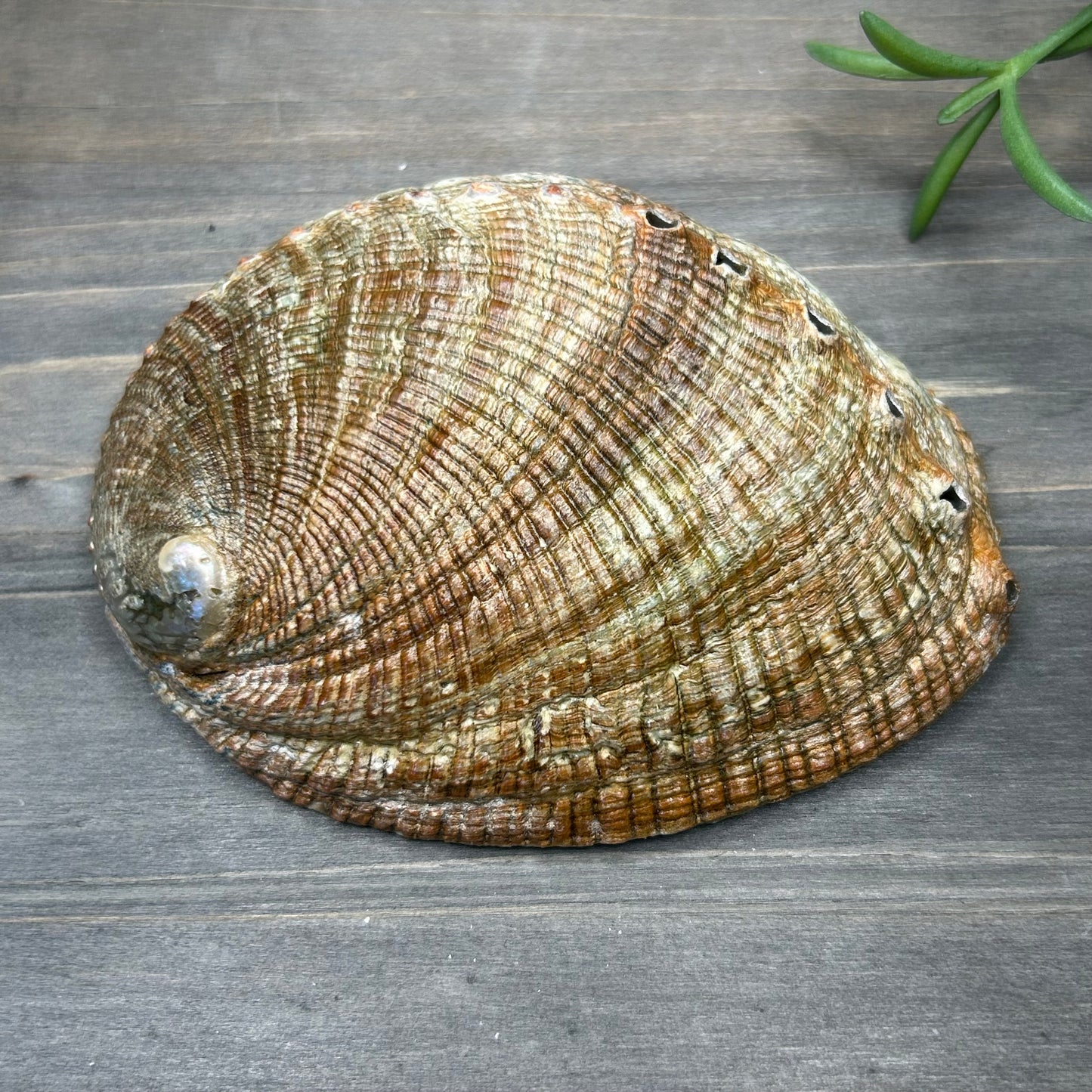abalone shell