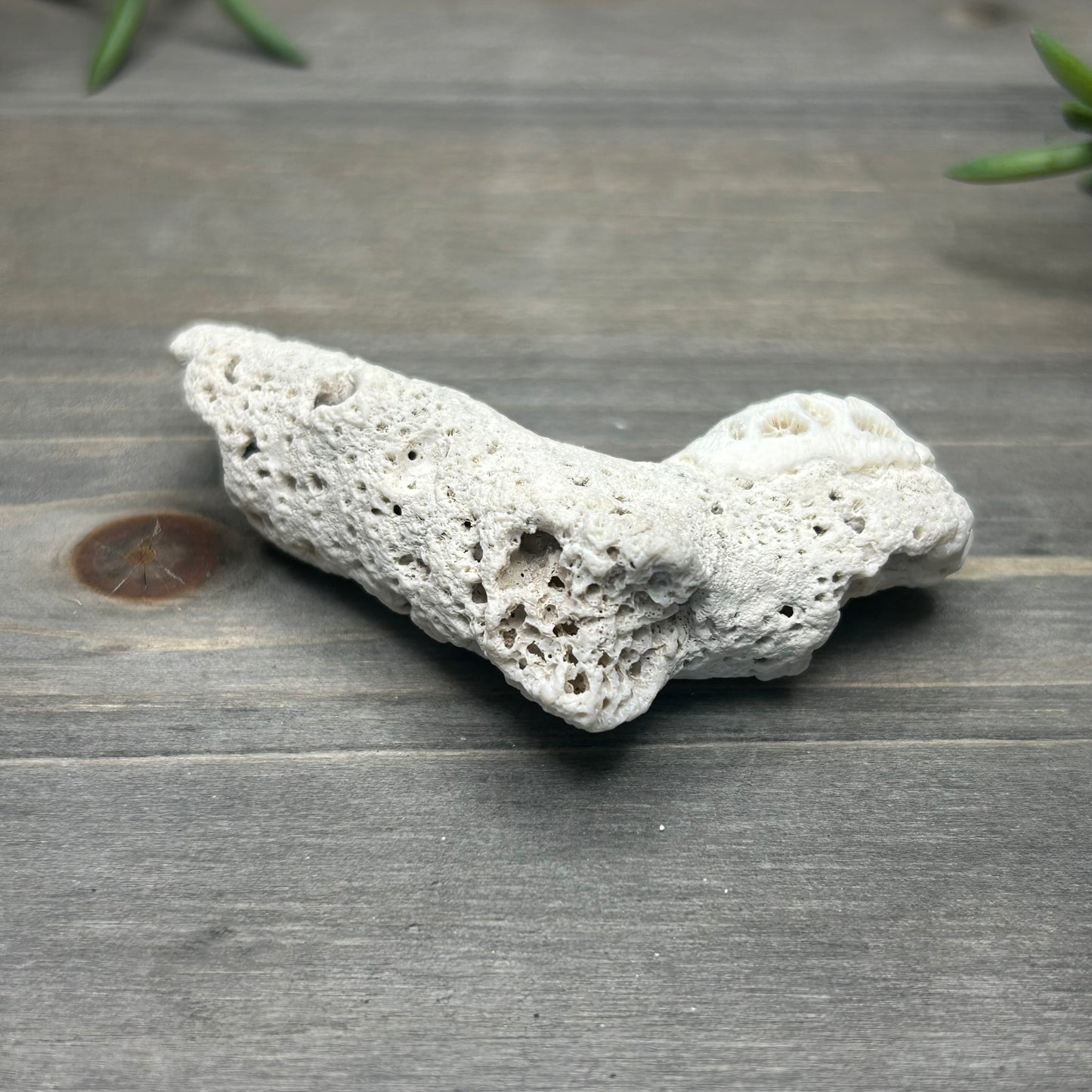 small coral fossil