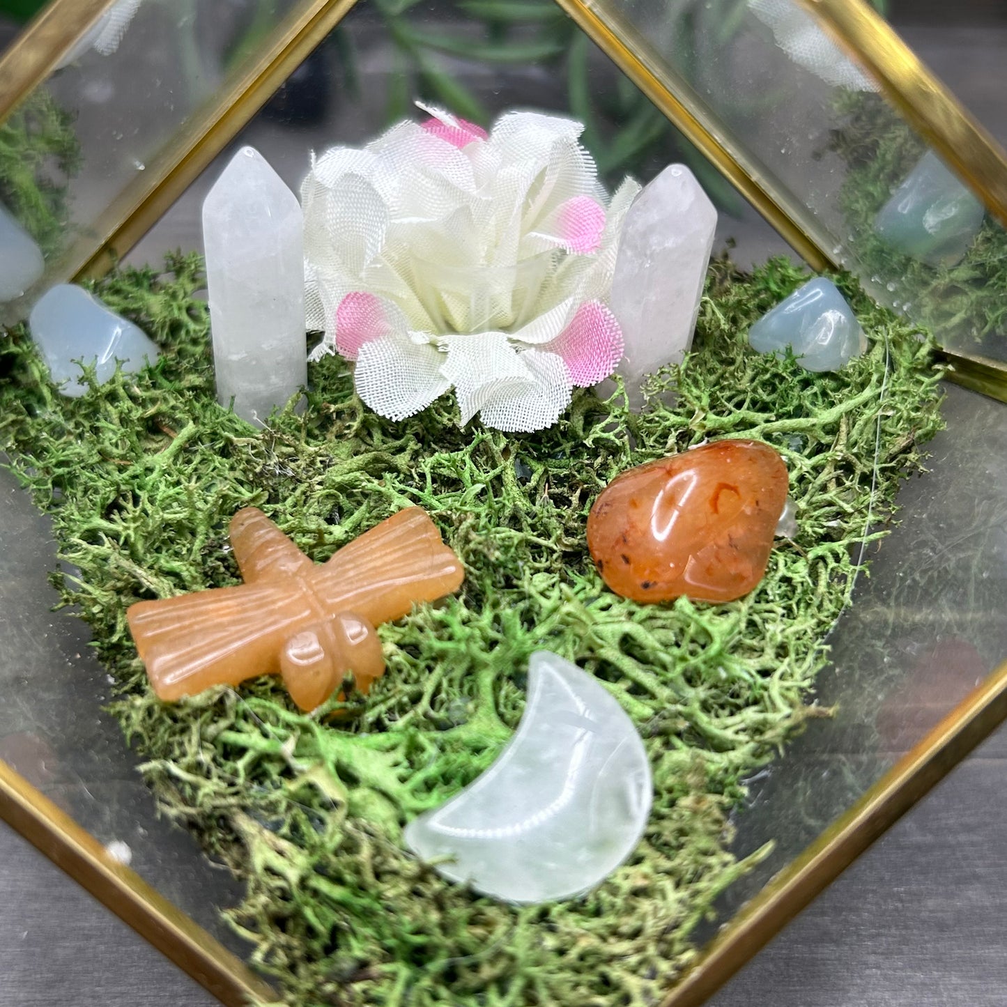 dragonfly cube terrarium