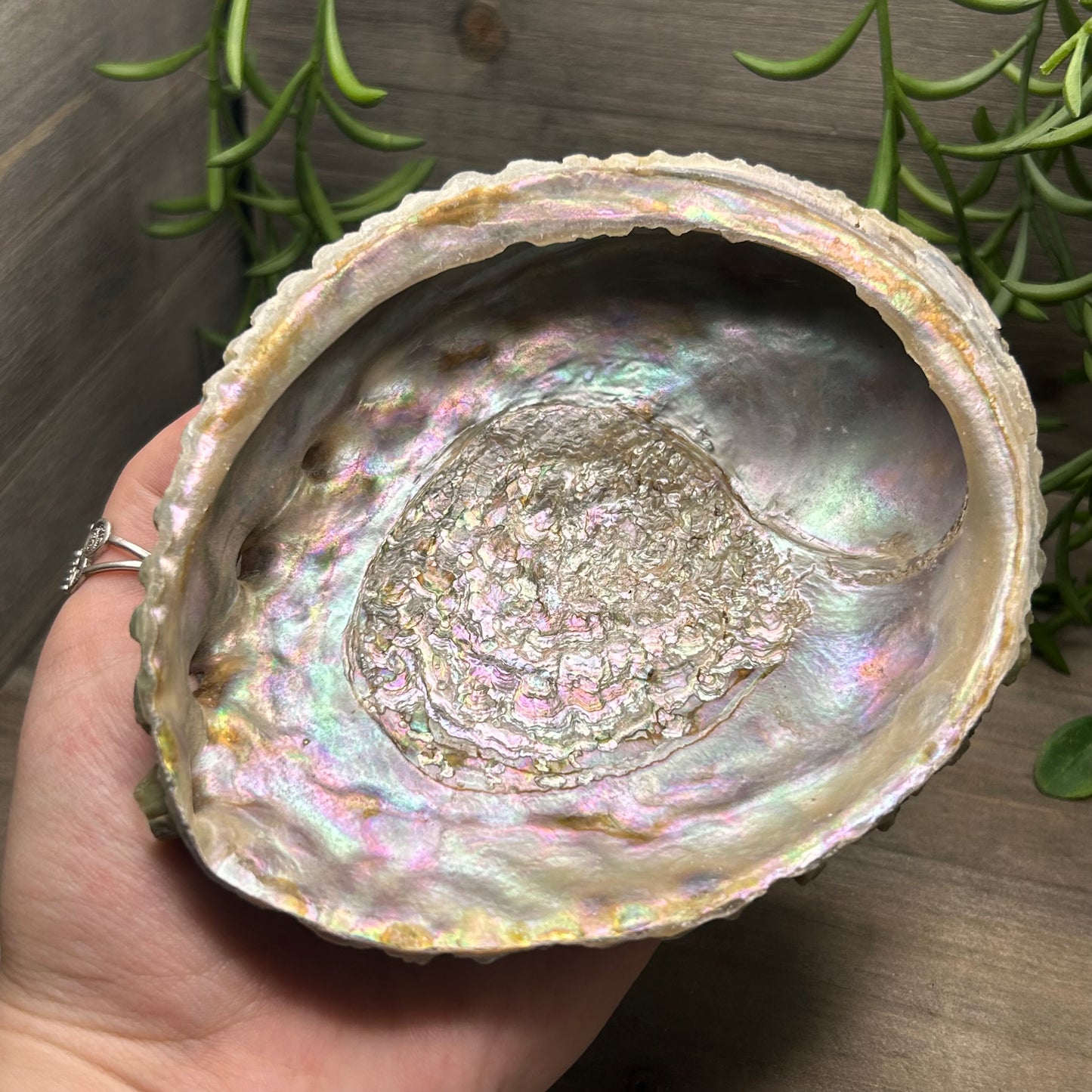 large abalone shell