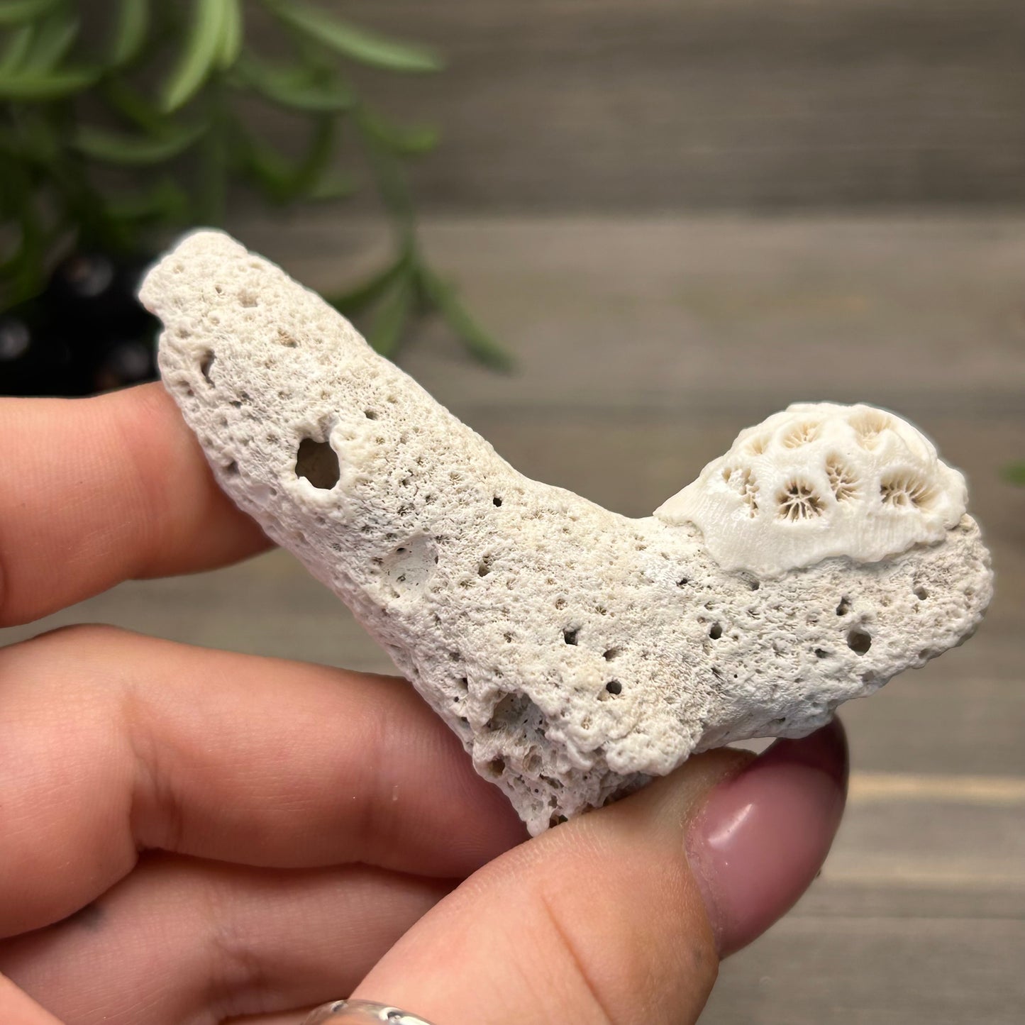 small coral fossil