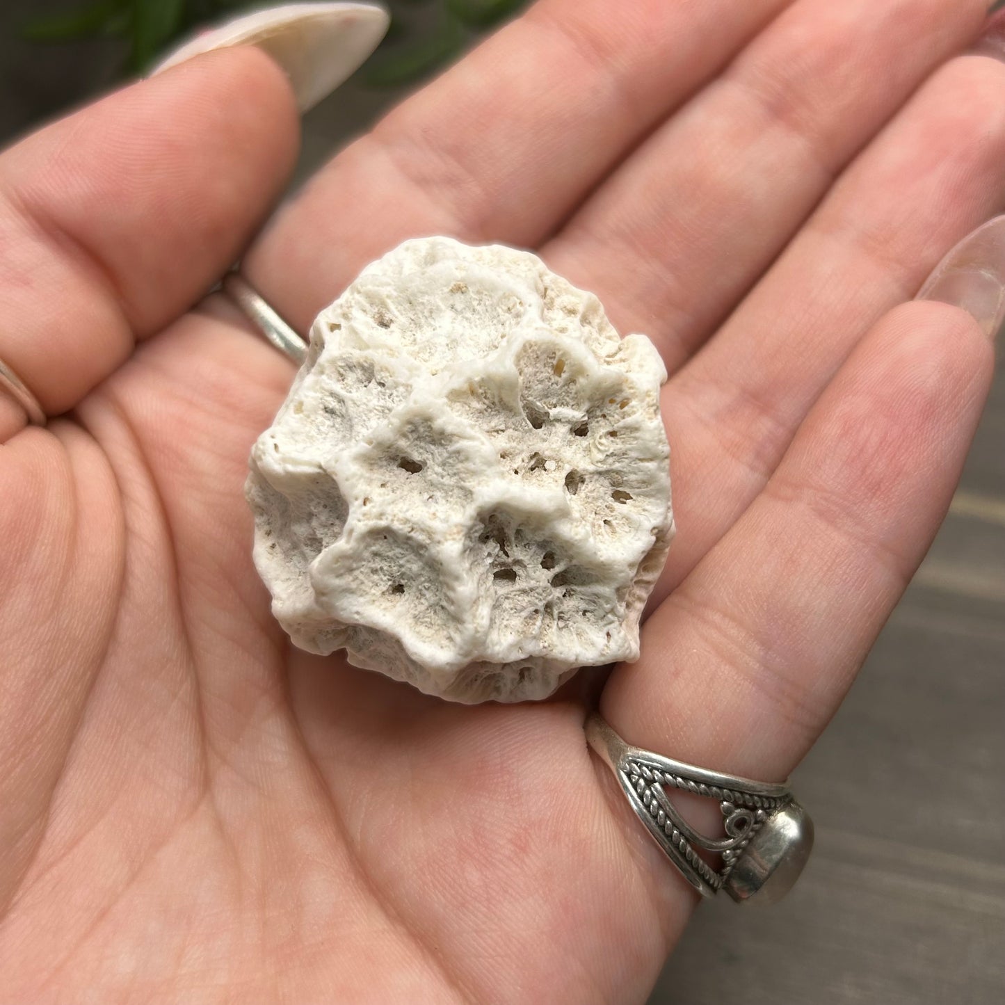 fossilized brain coral