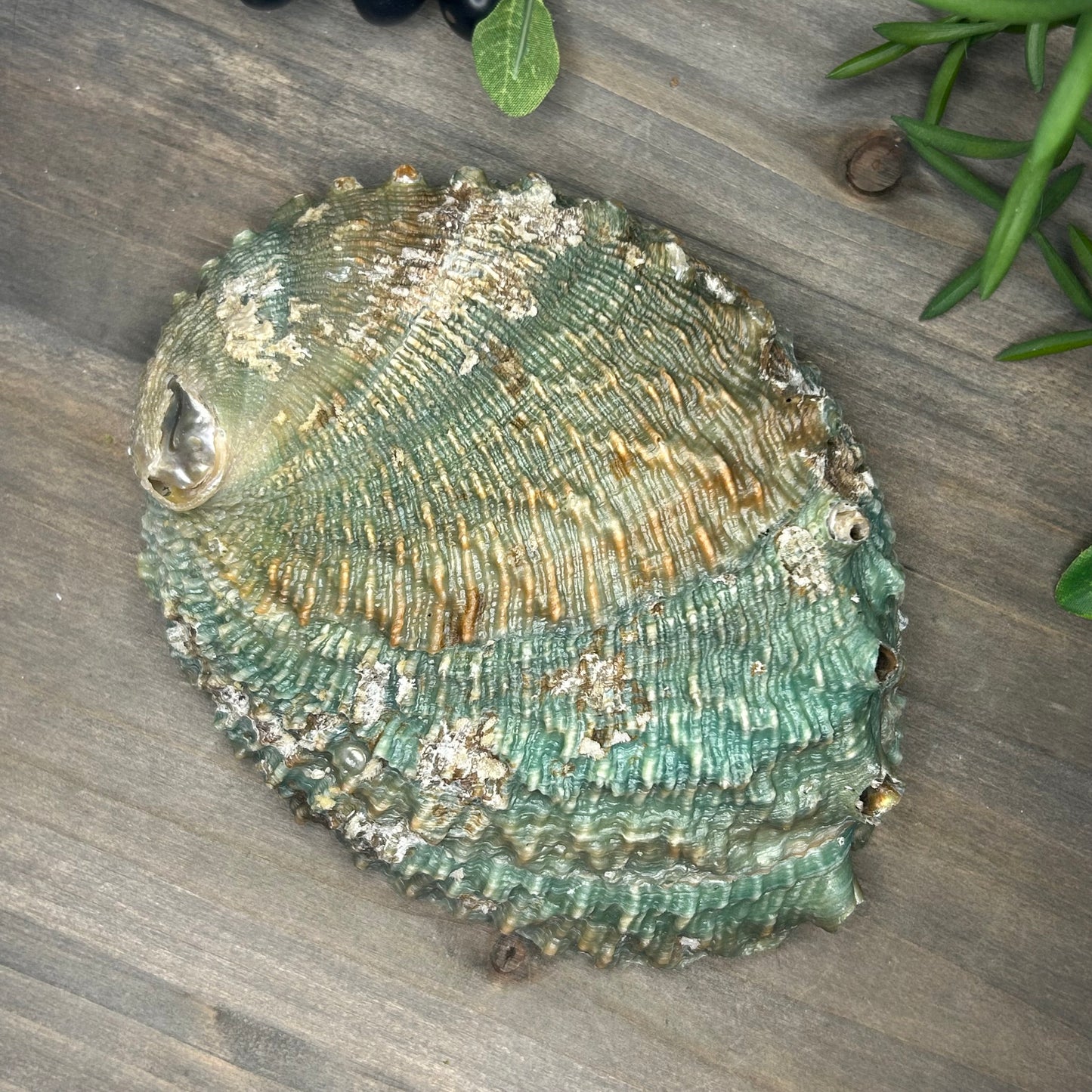 large abalone shell