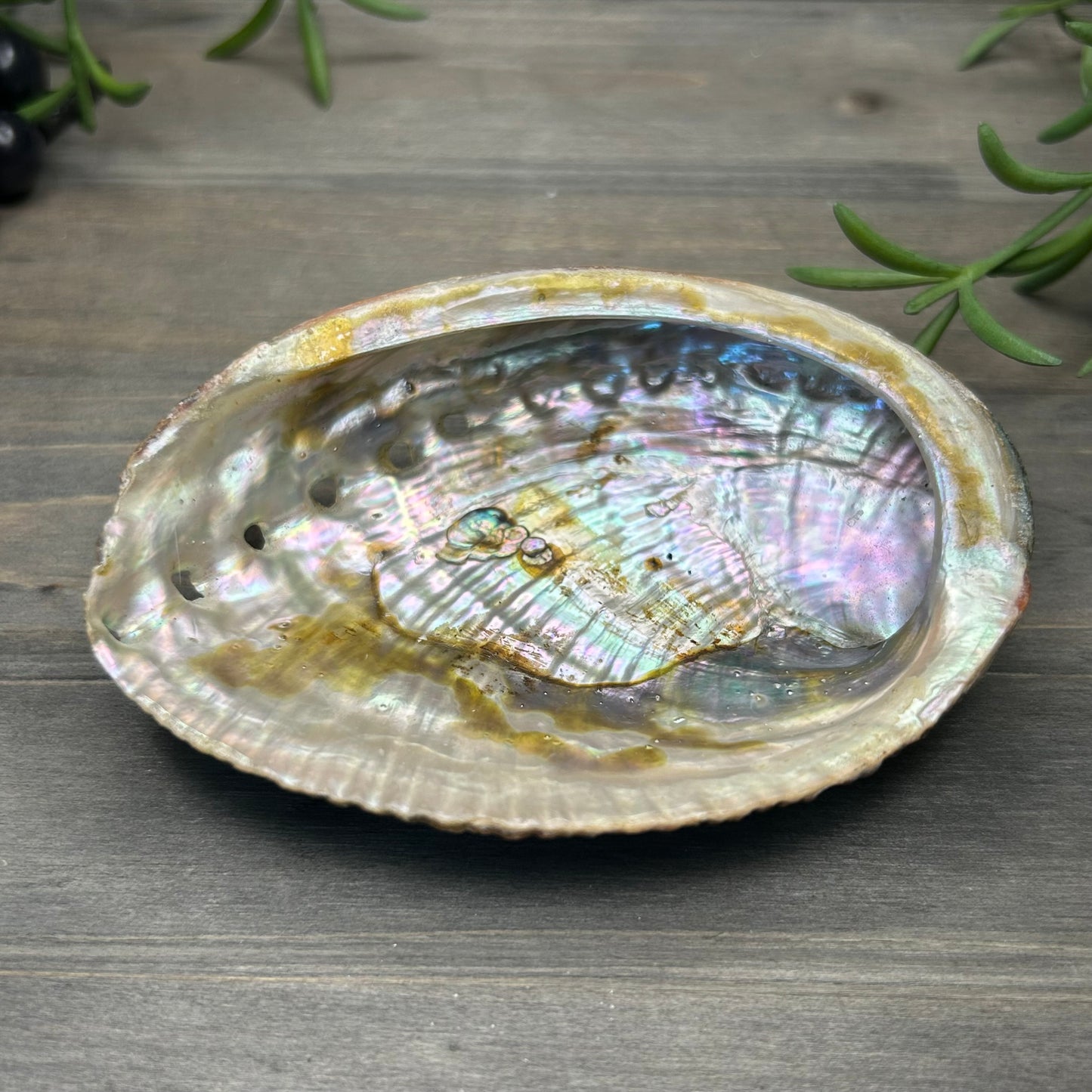 abalone shell