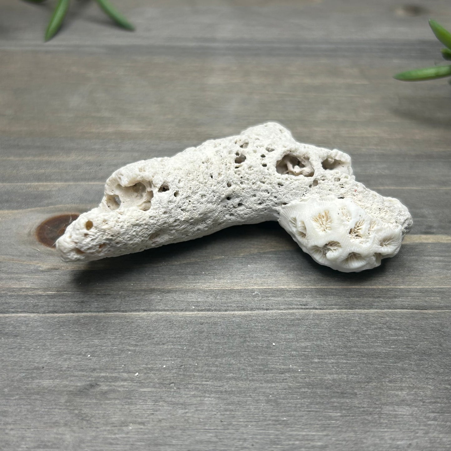 small coral fossil