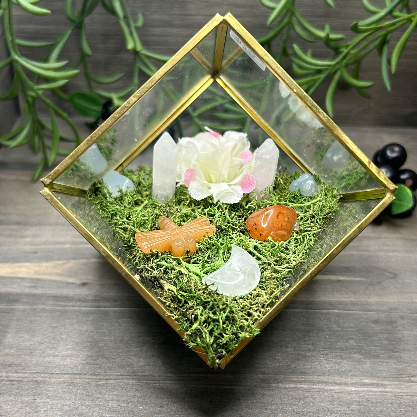 dragonfly cube terrarium