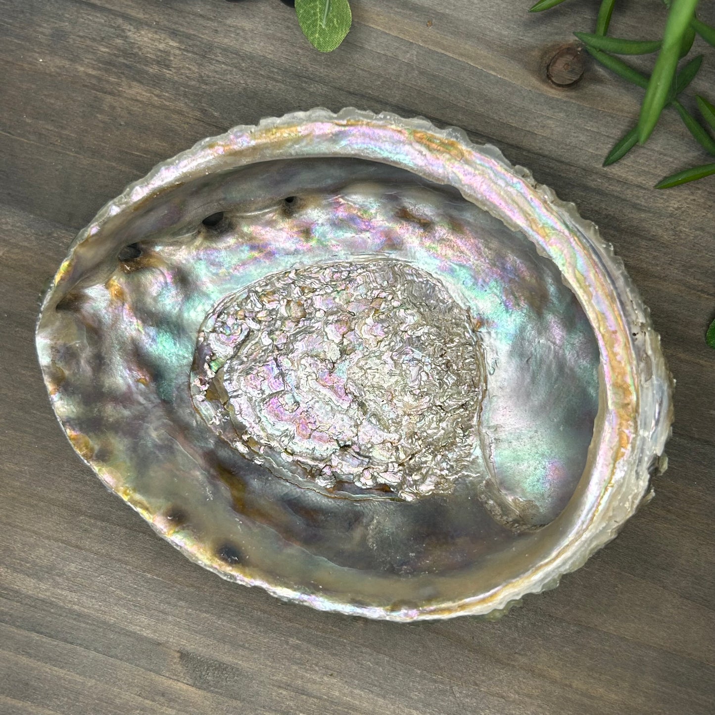 large abalone shell