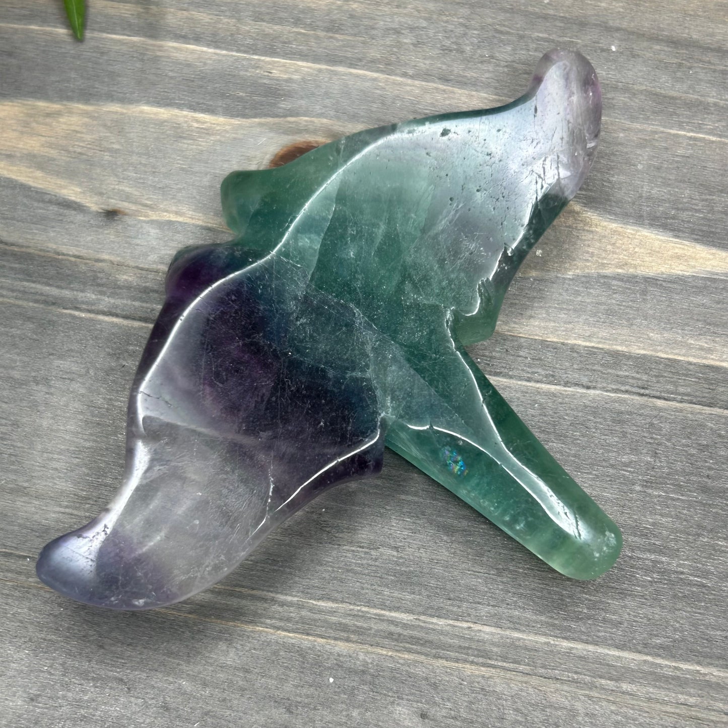 fluorite manta ray