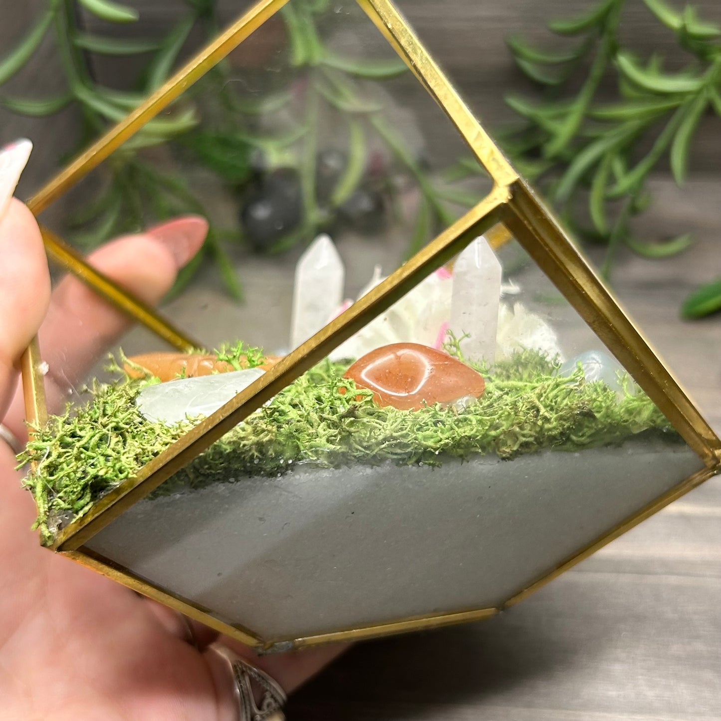 dragonfly cube terrarium