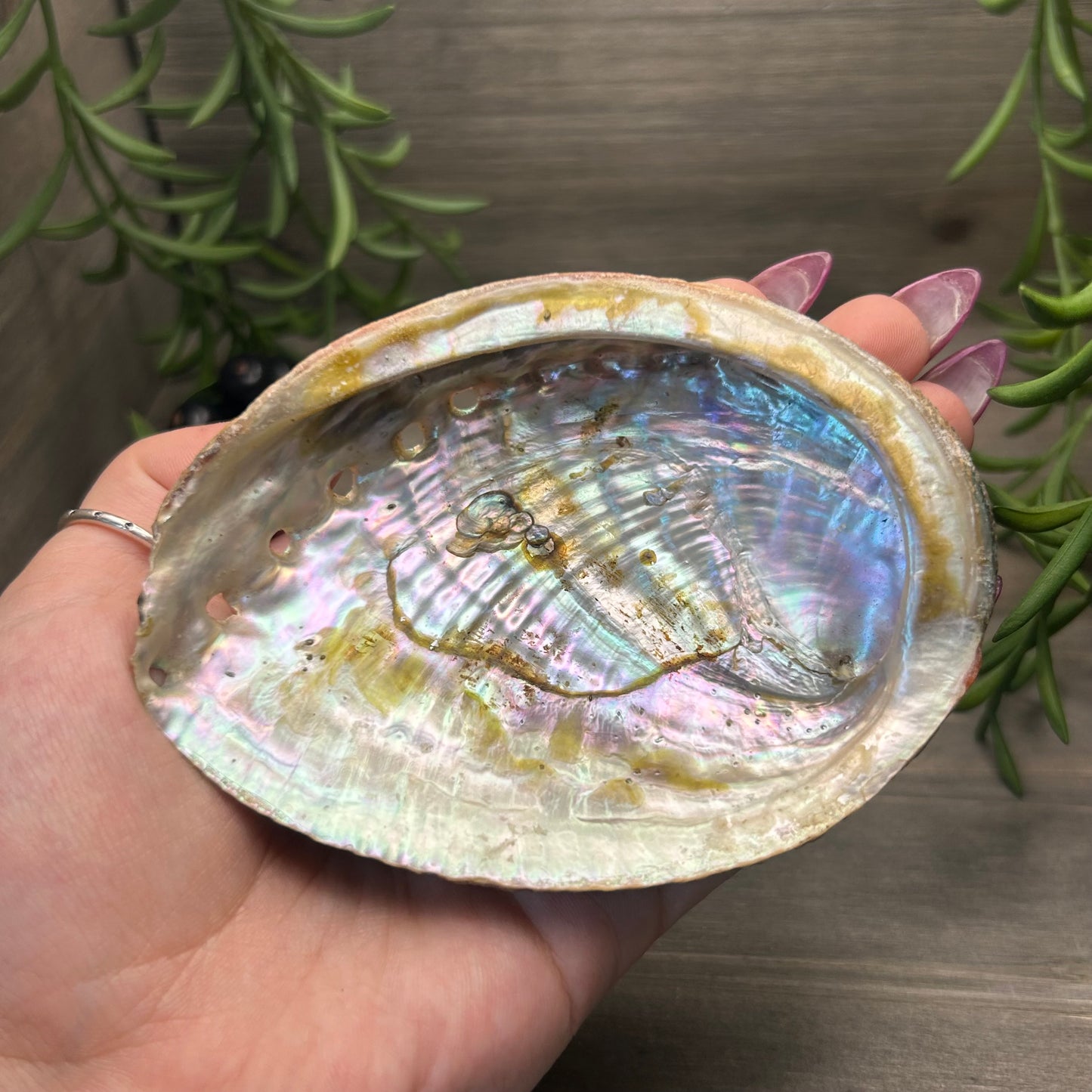 abalone shell