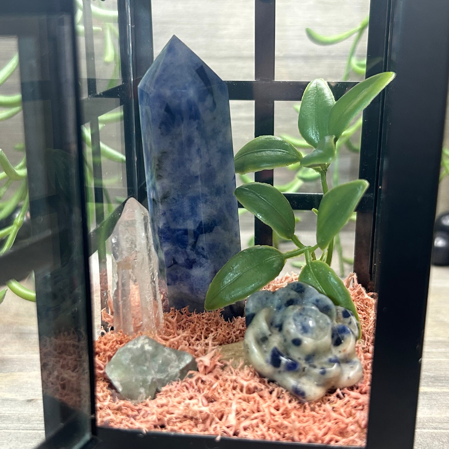 sodalite lantern terrarium