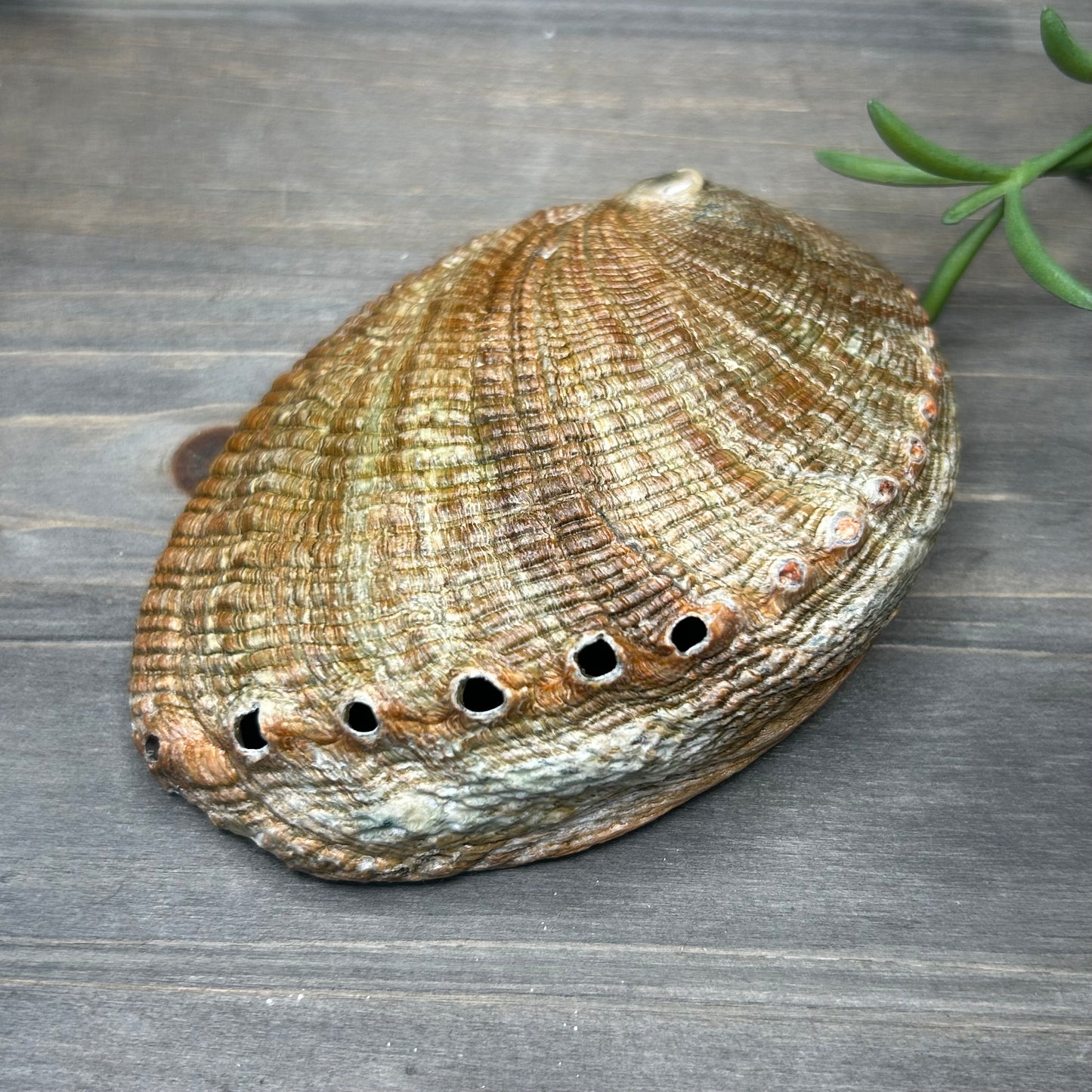 abalone shell