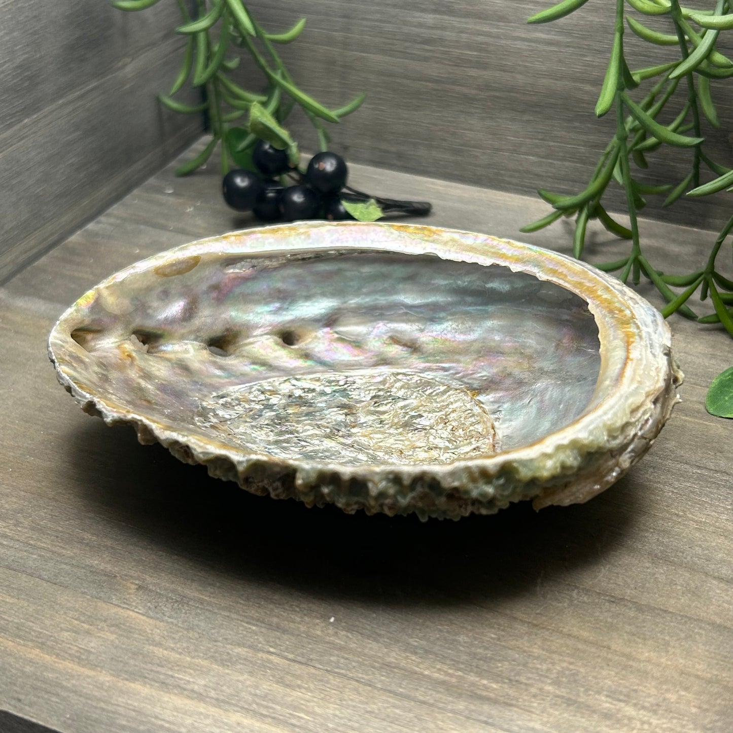 large abalone shell