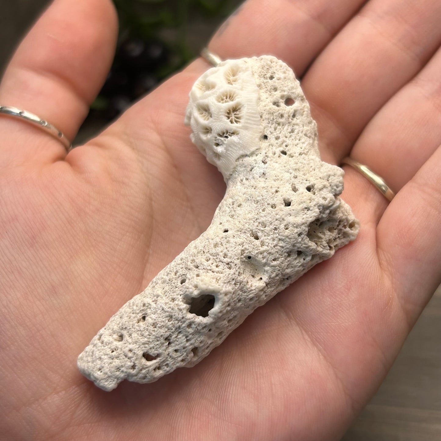 small coral fossil