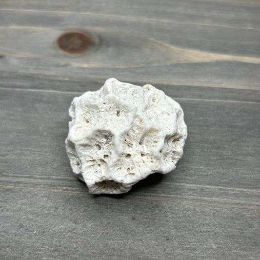 fossilized brain coral
