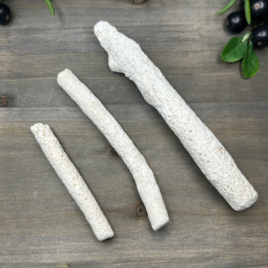 fossilized coral wand