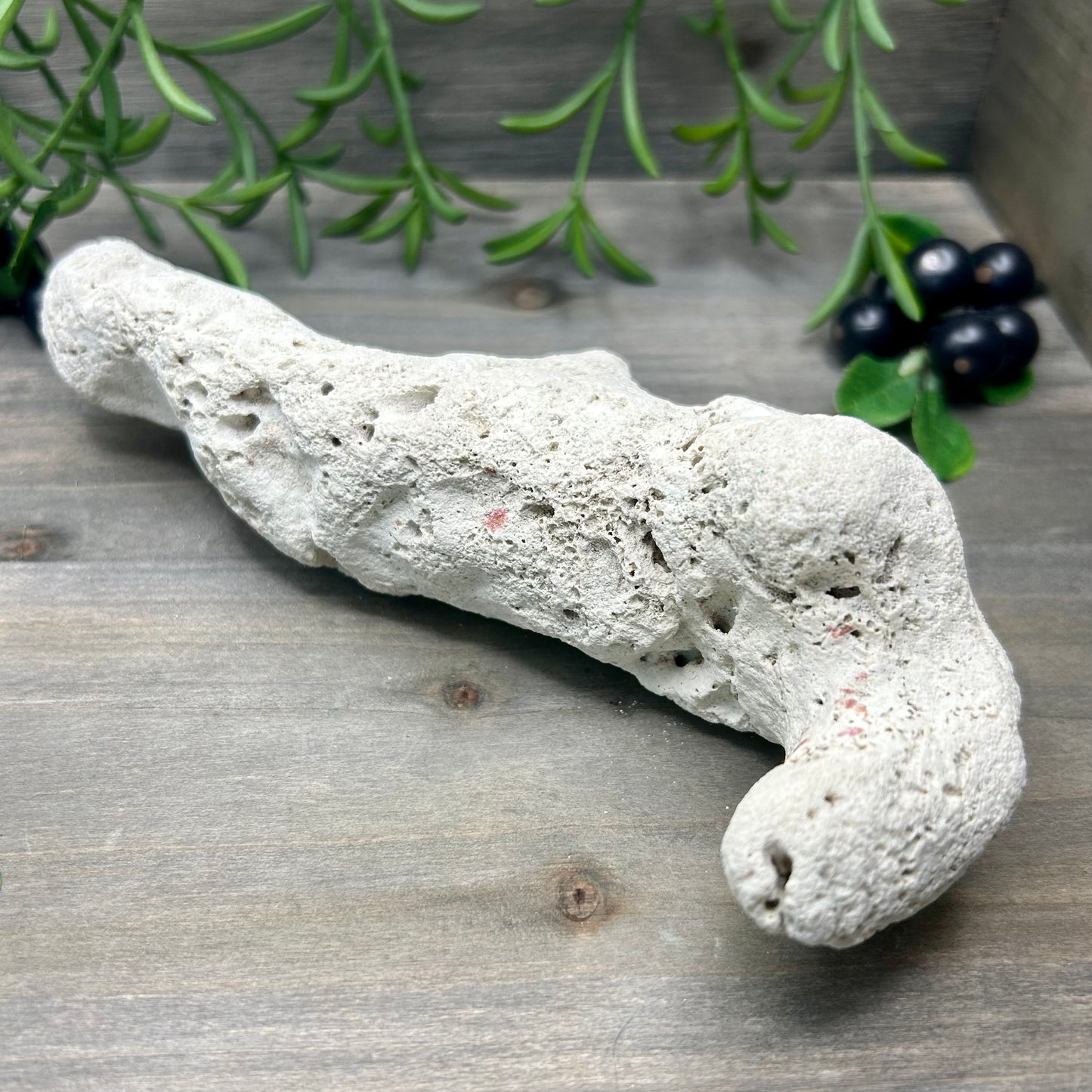 XL fossilized coral