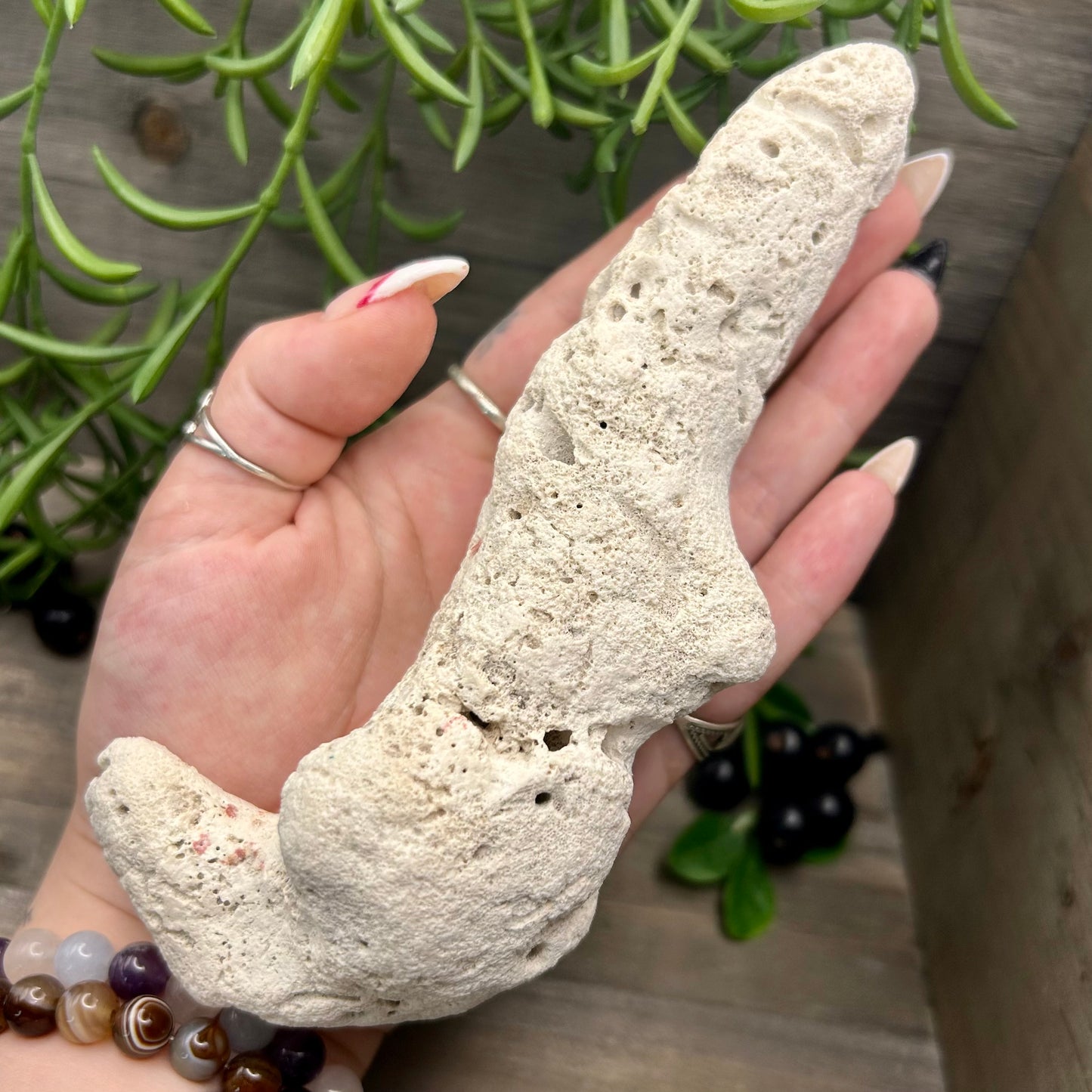 XL fossilized coral