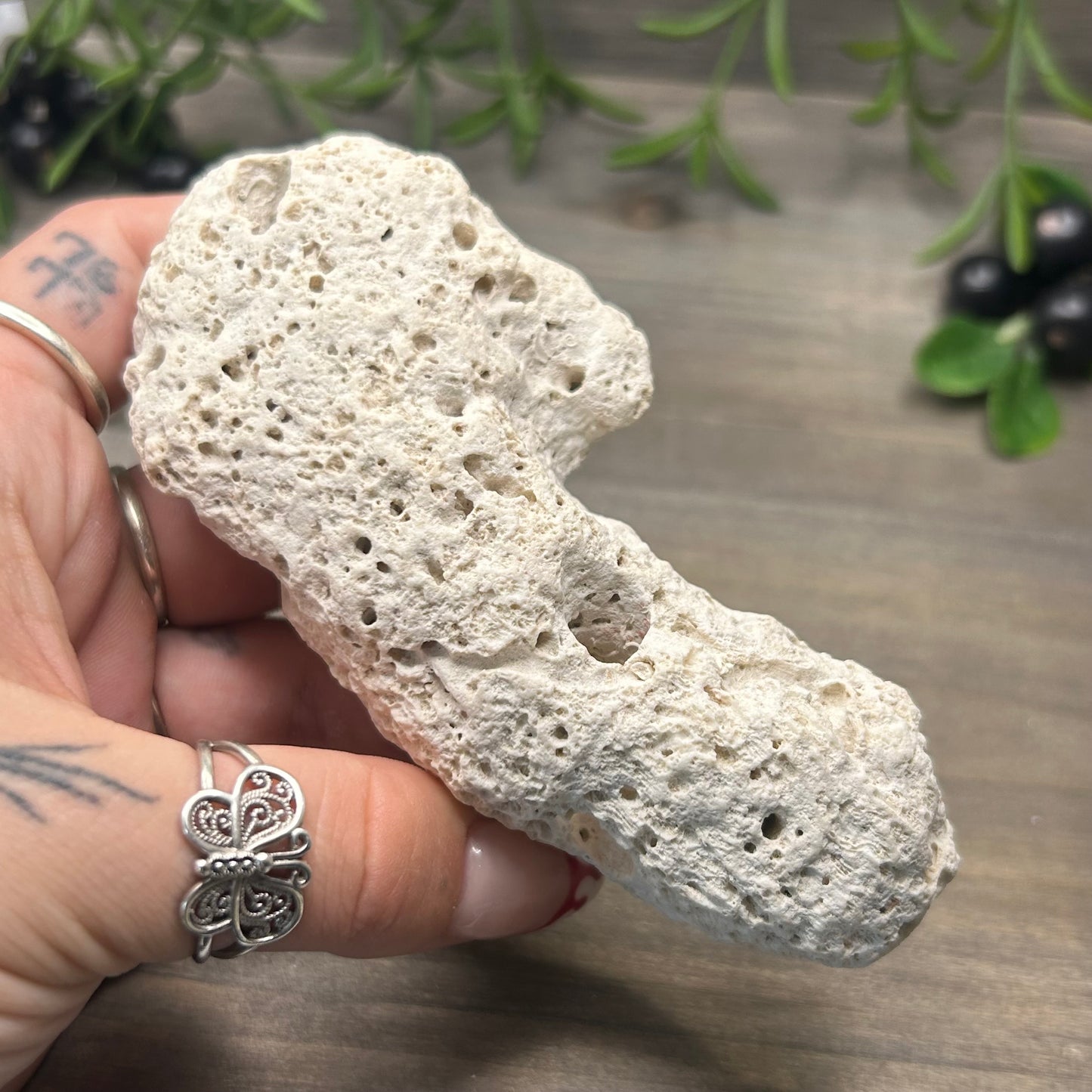 large fossilized coral