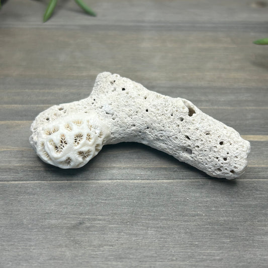 small coral fossil