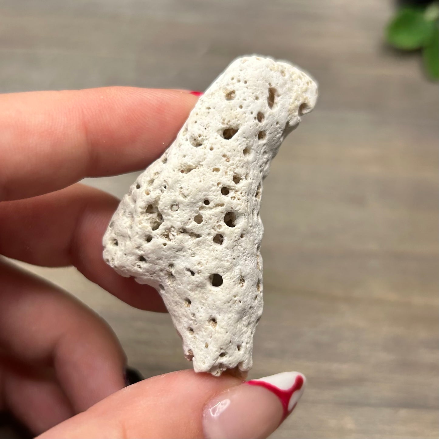 small fossilized coral