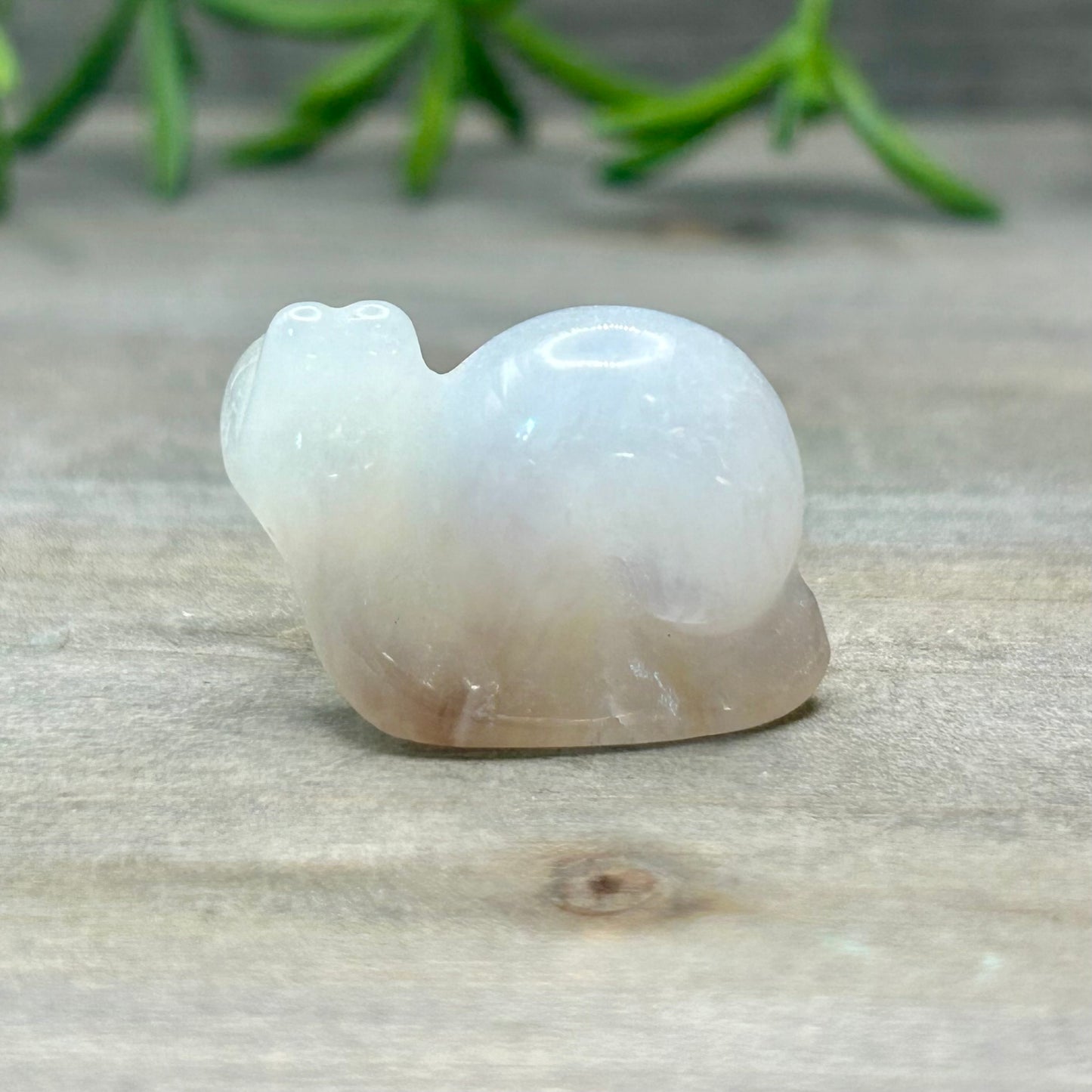 moonstone snail