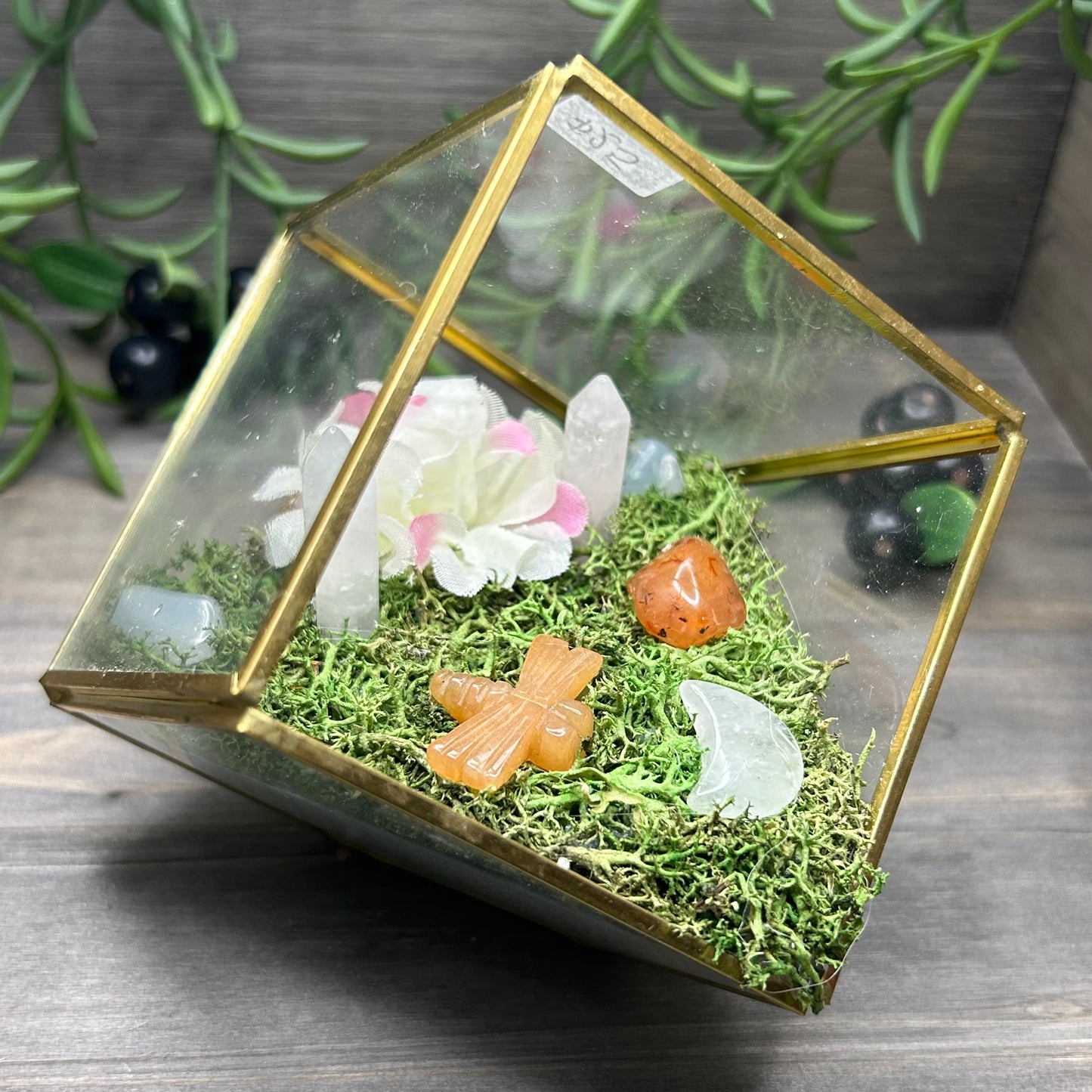 dragonfly cube terrarium
