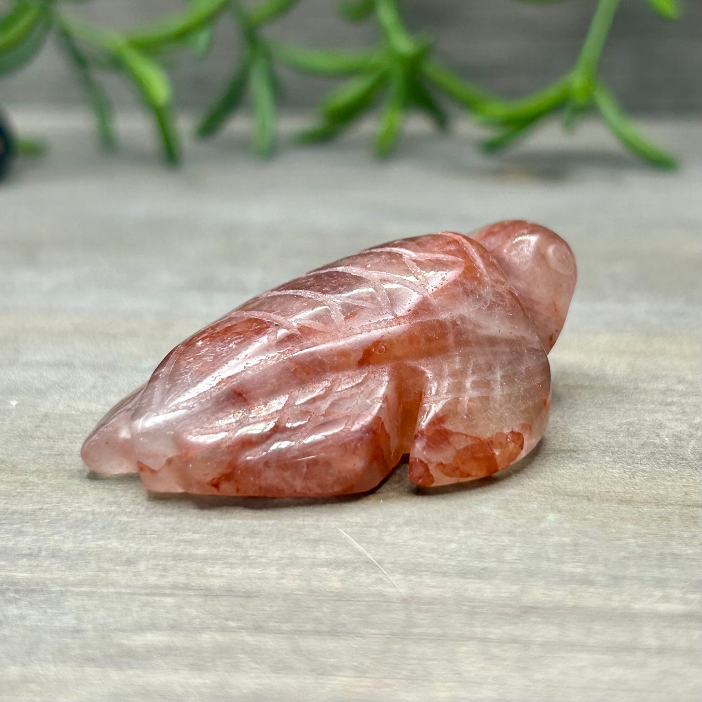 fire quartz turtle