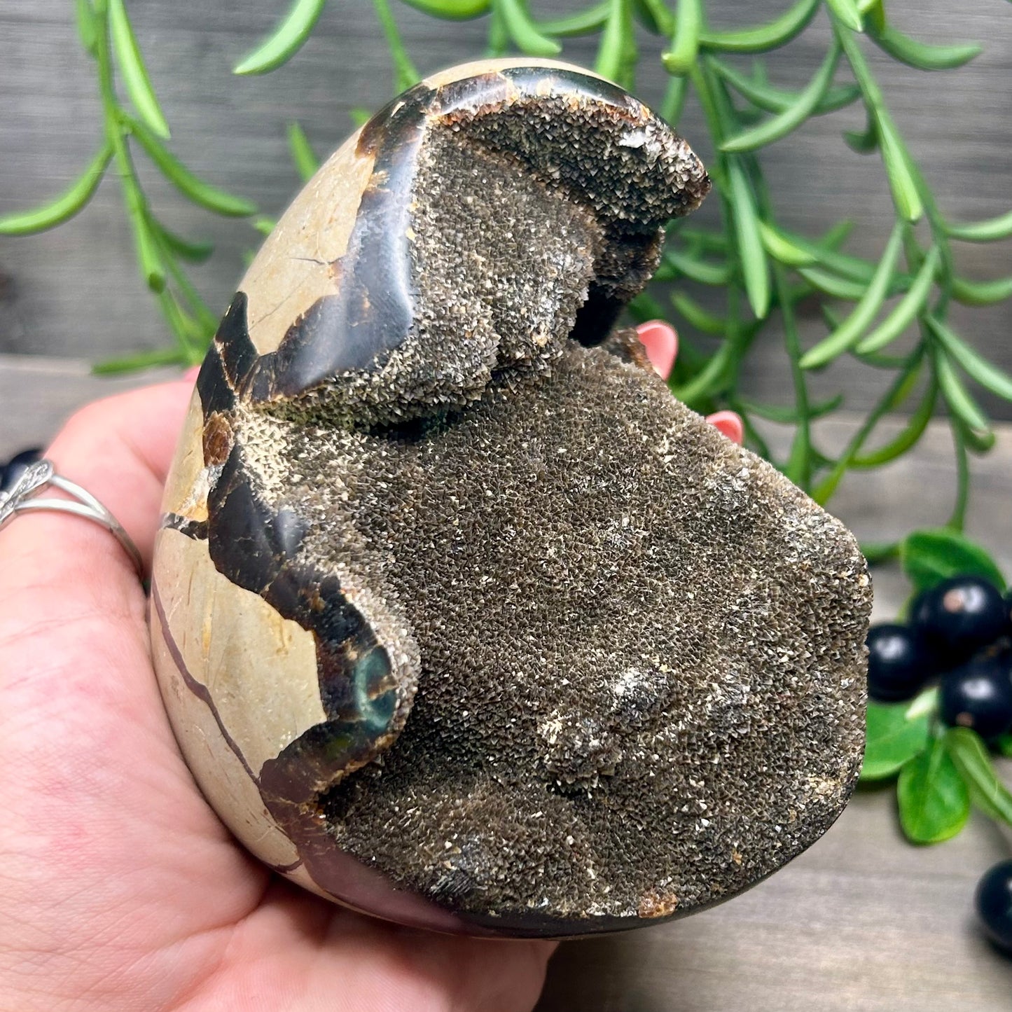 XL serpentine egg