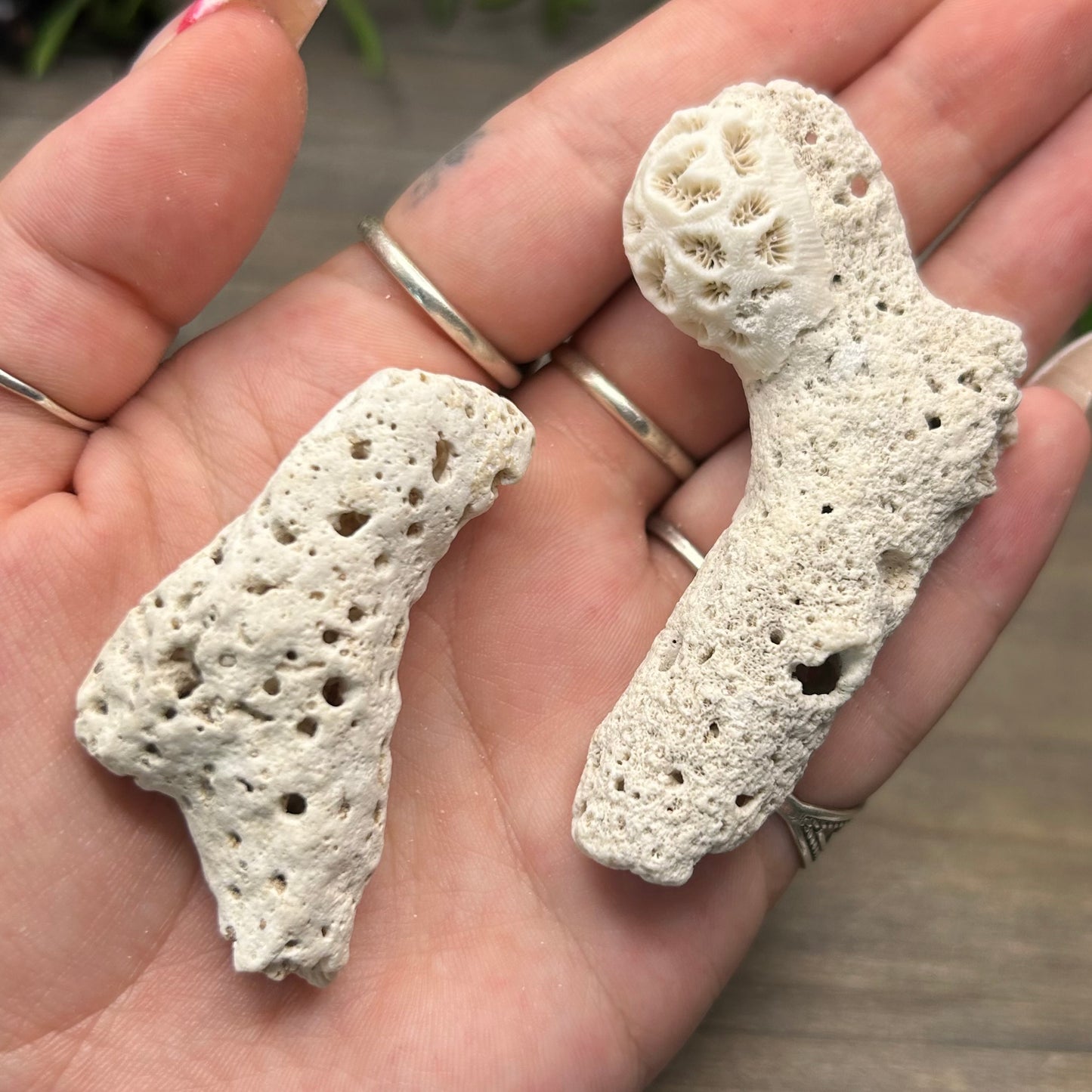 small fossilized coral