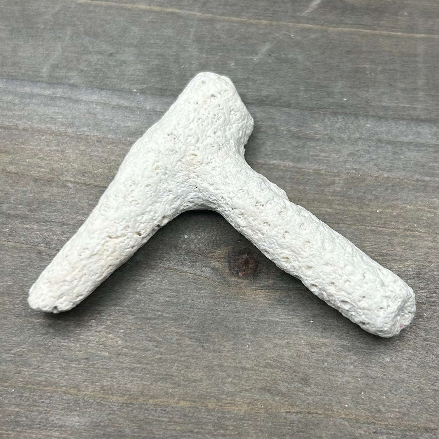 fossilized coral wishbone