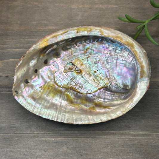 abalone shell