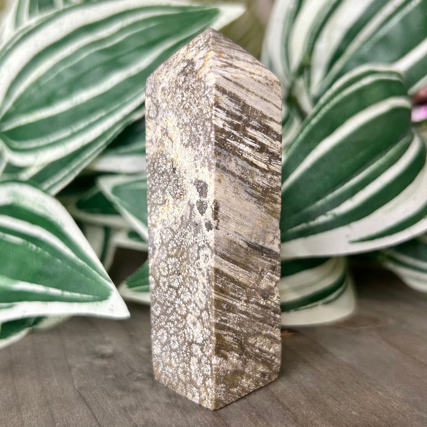 fossilized coral tower