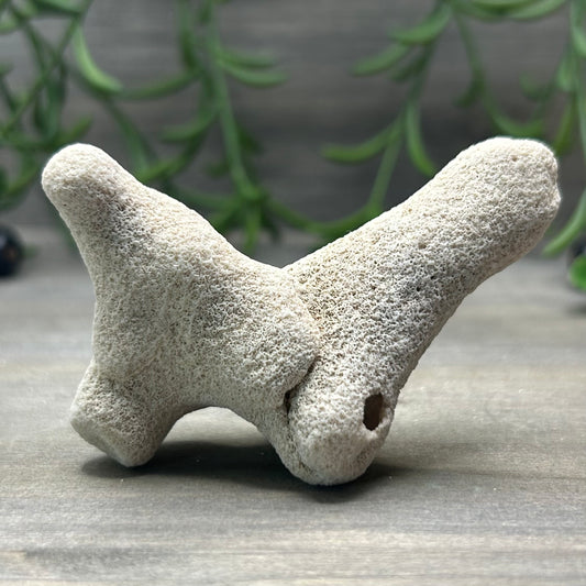 freestanding fossilized coral