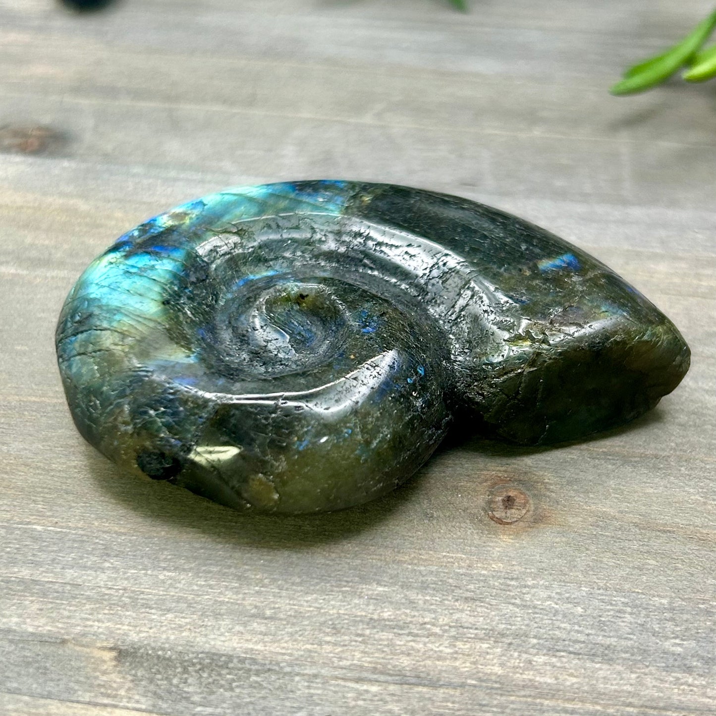 labradorite ammonite