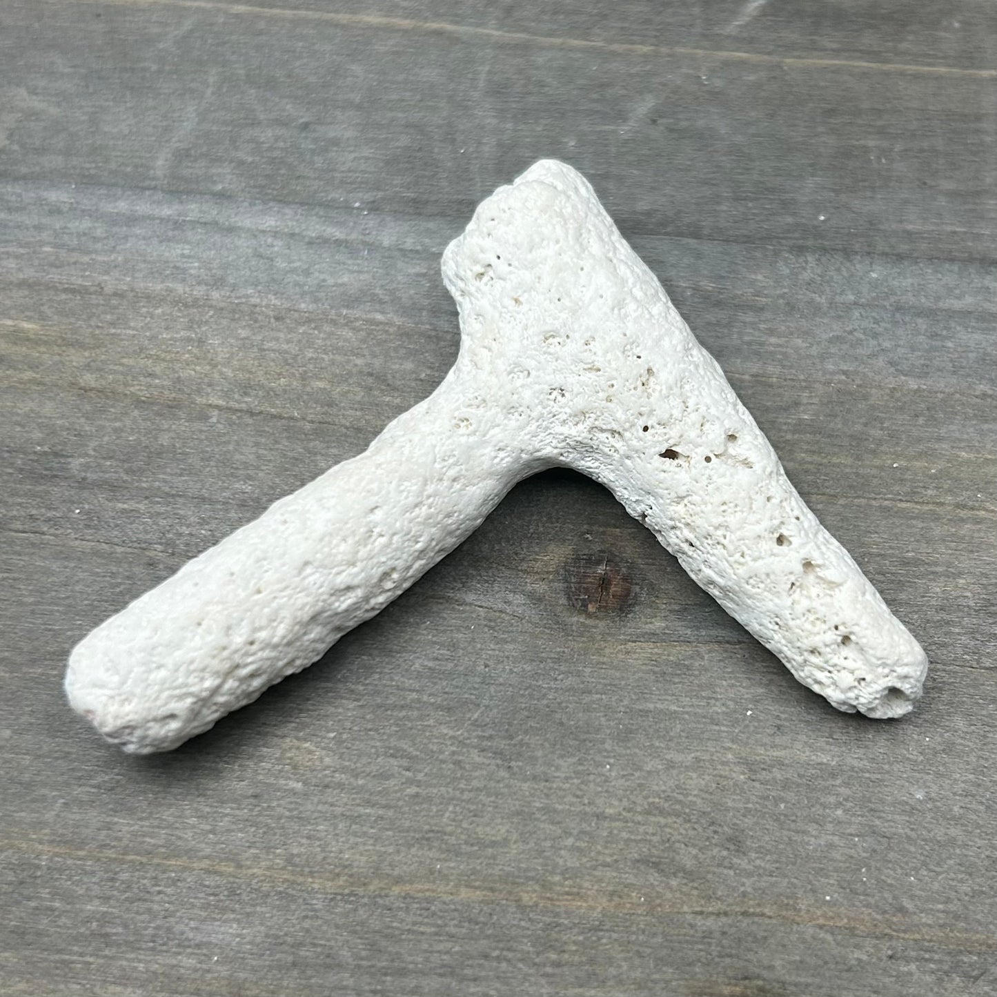 fossilized coral wishbone