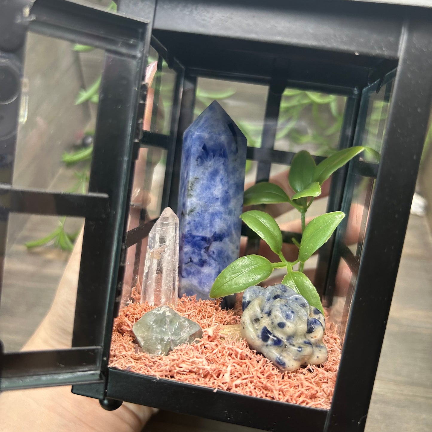 sodalite lantern terrarium