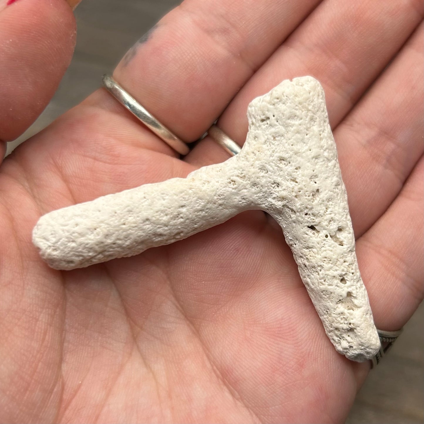 fossilized coral wishbone