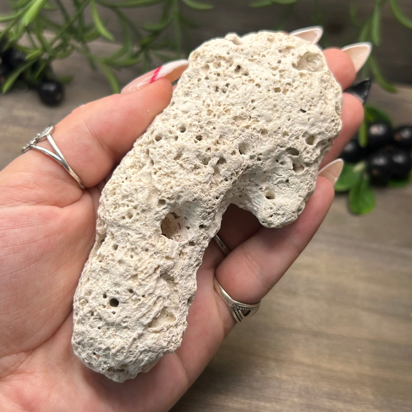 large fossilized coral