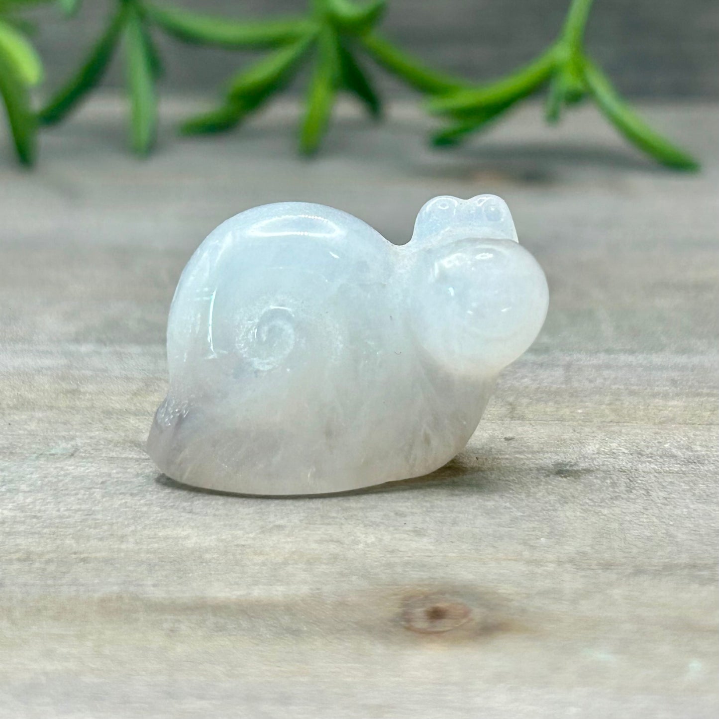 moonstone snail