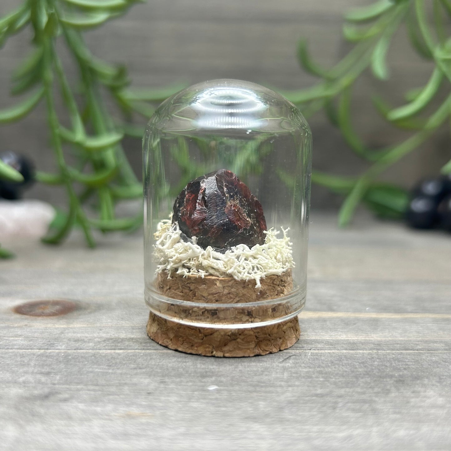 mini garnet terrarium